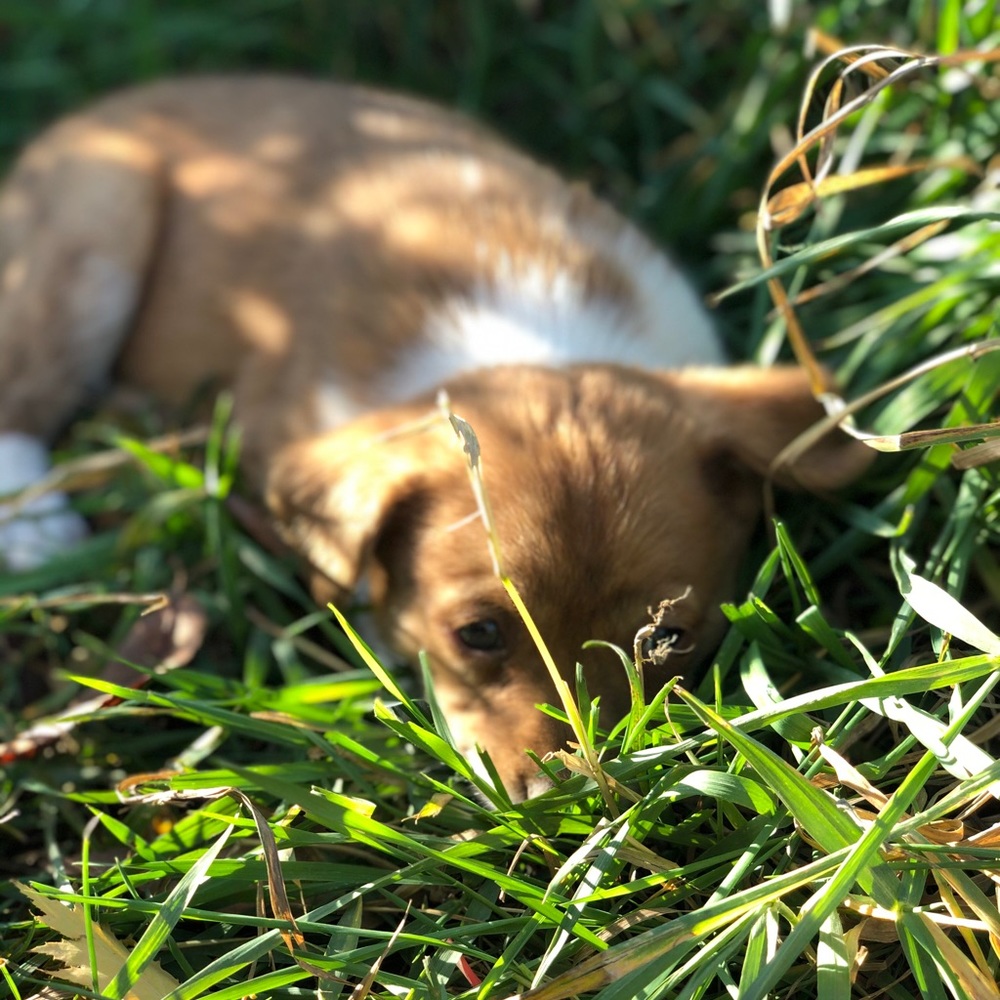 Puppy’s - Picture 6 of 8